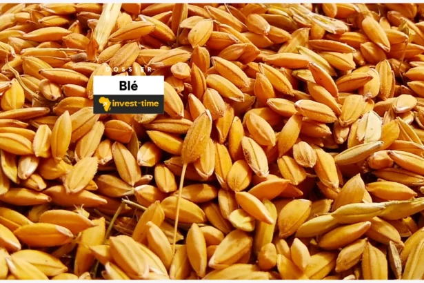 blé dossier