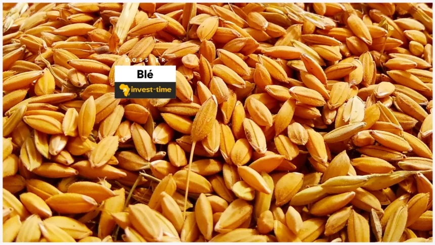 blé dossier