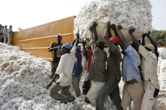 economie coton mali. travailleurs migrants maliens