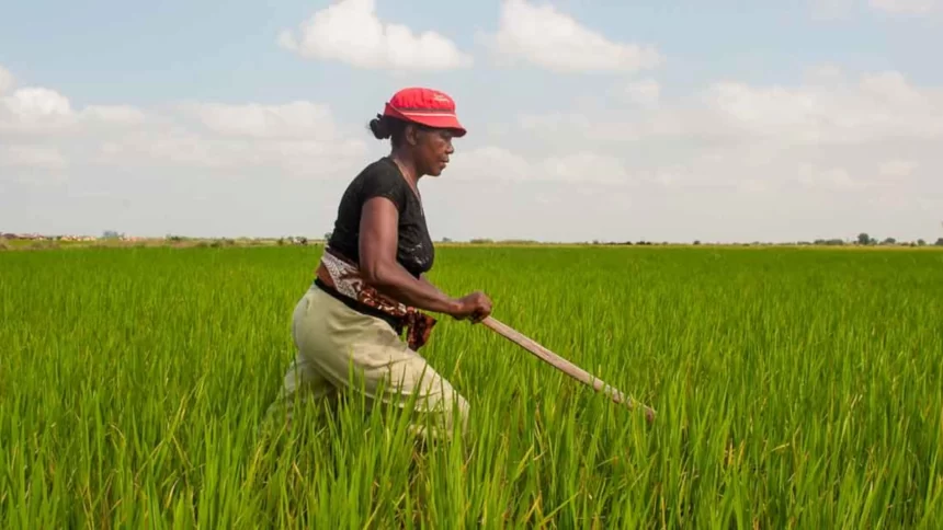 À Madagascar, le programme alimentaire d’urgence permettra d’améliorer la gouvernance et la durabilité en matière de production agricole en encourageant le développement d’une agro-industrie locale