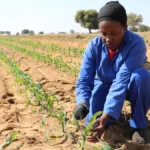 Afrique : terreau d’opportunités, parent pauvre de l’investissement