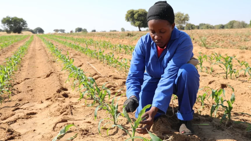 Afrique : terreau d’opportunités, parent pauvre de l’investissement