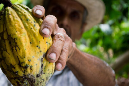 Transformer le cacao pour gagner beaucoup plus que 6% des revenus de l’industrie chocolatière en Afrique. Cacao d'excellence cameroun
