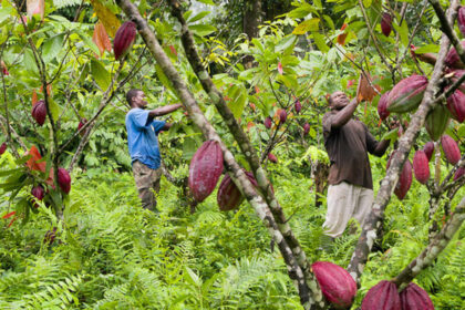 Un champ de cacao avec des cacaoculteurs de la Satocao. © Charles Xelot