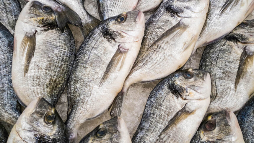 Afrique : à qui profite le florissant marché du poisson ? 1 importations poissons en afrique