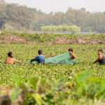intrant agricoles