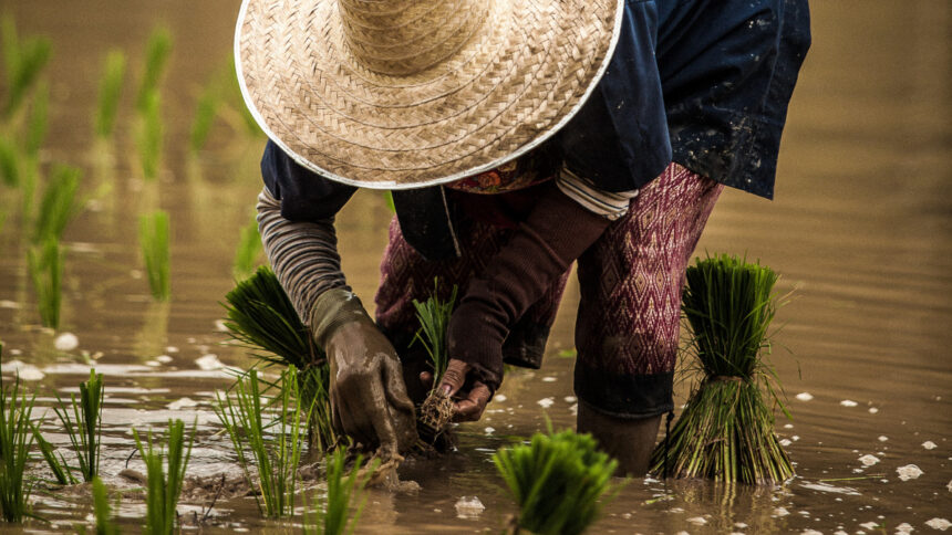 Empocher une manne de 7 milliards de dollars par an, en produisant du riz en Afrique