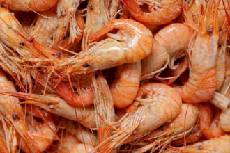 business crevettes