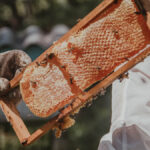 marché du miel en afrique