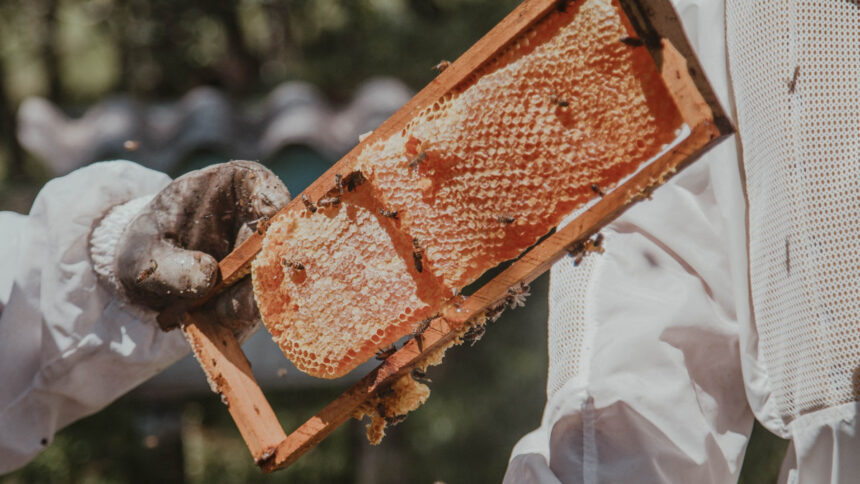 marché du miel en afrique