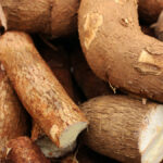 filière manioc en afrique