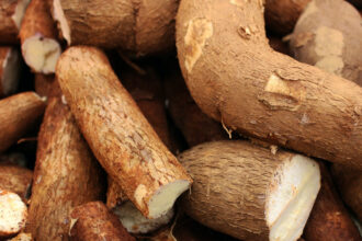 filière manioc en afrique