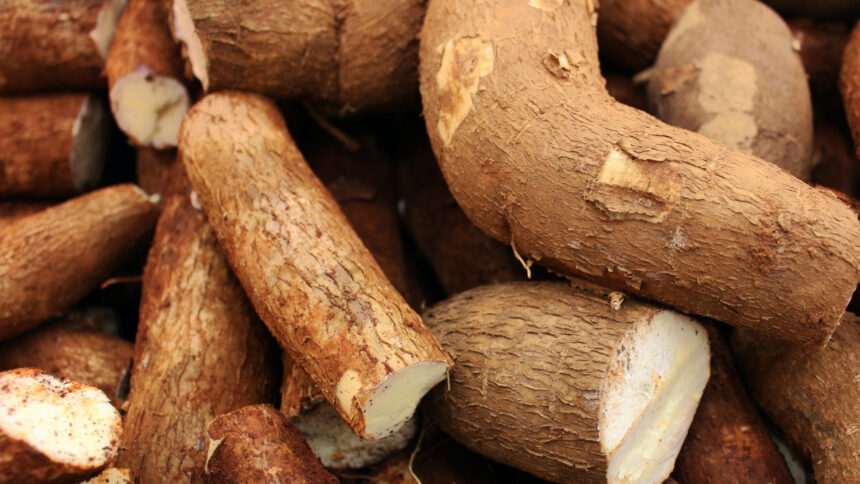 Afrique : l’extraordinaire manne de la filière manioc 1 filière manioc en afrique