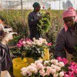 Tambuzi, l'une des nombreuses fermes de roses au Kenya