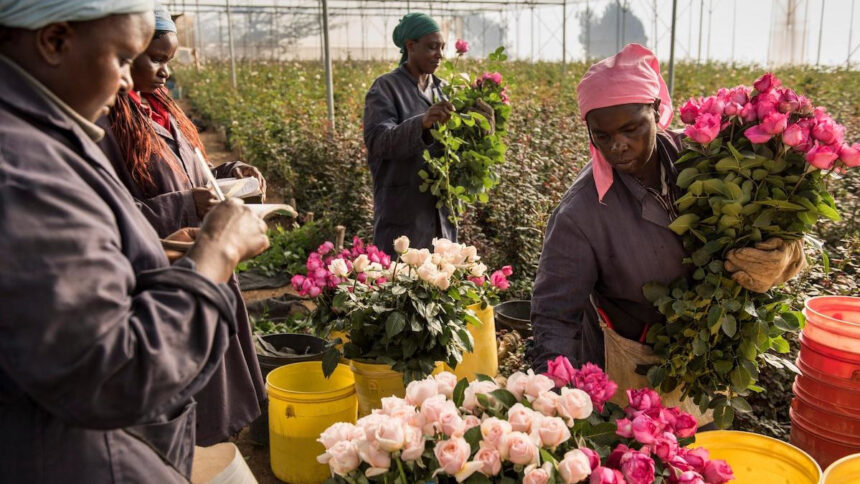 Tambuzi, l'une des nombreuses fermes de roses au Kenya