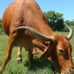 elevage bovins Afrique