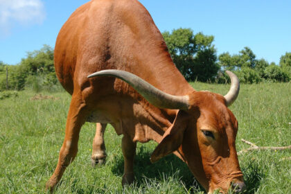 elevage bovins Afrique