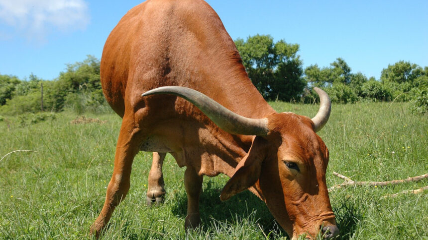 elevage bovins Afrique