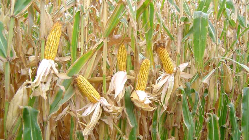 Zimbabwe : pour doubler la production de maïs à 3 millions de tonnes, le gouvernement va mobiliser 13 500 tracteurs 1 production maïs