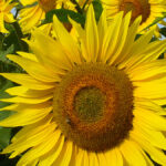 Culture tournesol, afrique