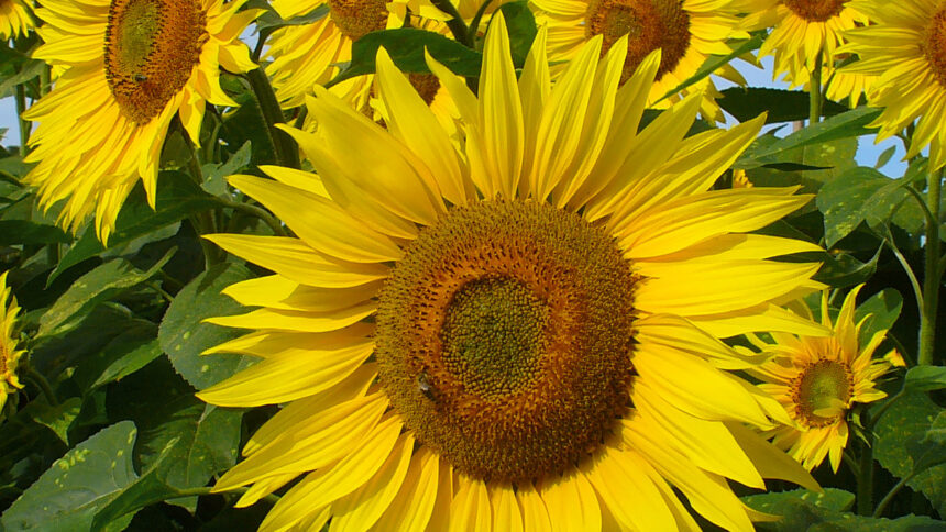 Culture oléagineuse : comment l’Afrique s’investit dans la filière du tournesol 1 Culture tournesol, afrique