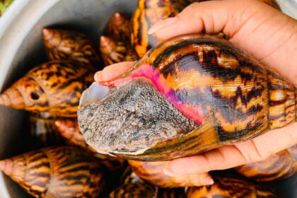 L'escargot géant Achatina que l'on trouve en Côte d'Ivoire