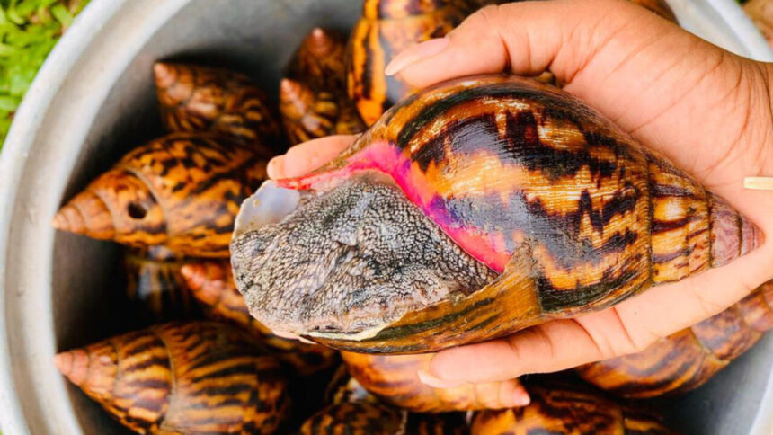Marché de l’escargot : une filière rentable, mais sous exploitée en Afrique 1 L'escargot géant Achatina que l'on trouve en Côte d'Ivoire