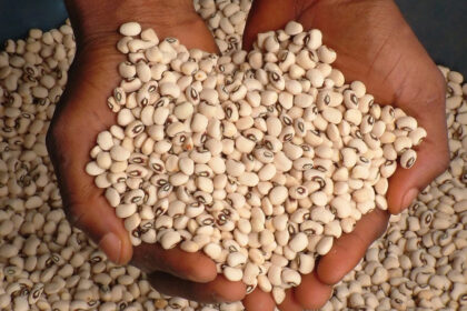 Embargo au Niger, le marché des haricots paralysé en Afrique