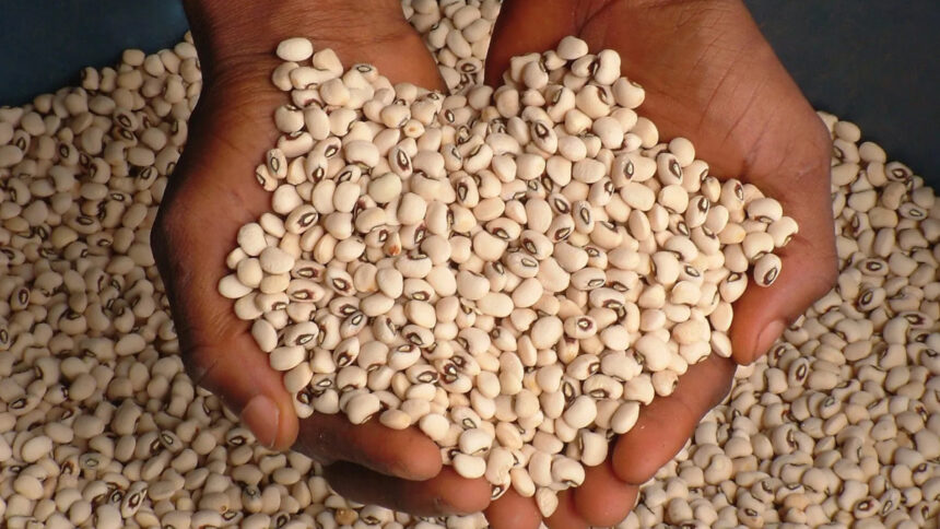 Embargo au Niger, le marché des haricots paralysé en Afrique