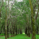 hévéa Côte d'Ivoire