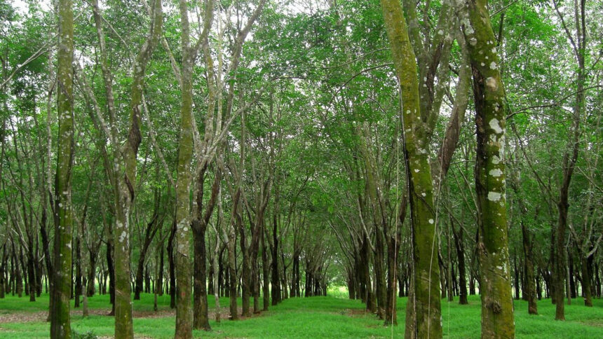 hévéa Côte d'Ivoire