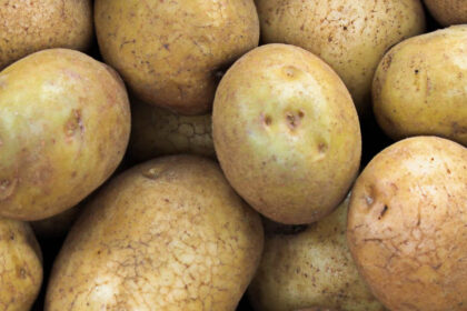 pomme de terre