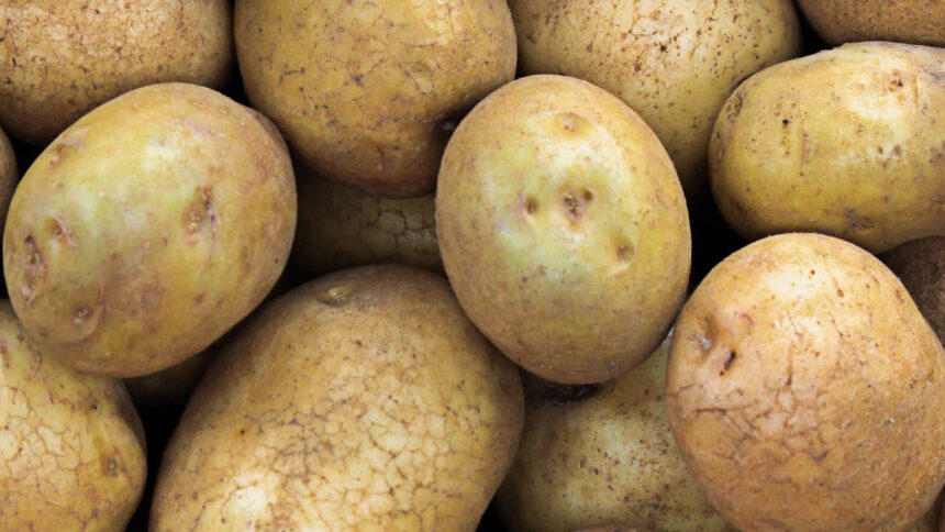 Afrique : le rendement élevé de la pomme de terre, un trésor enfoui 1 pomme de terre