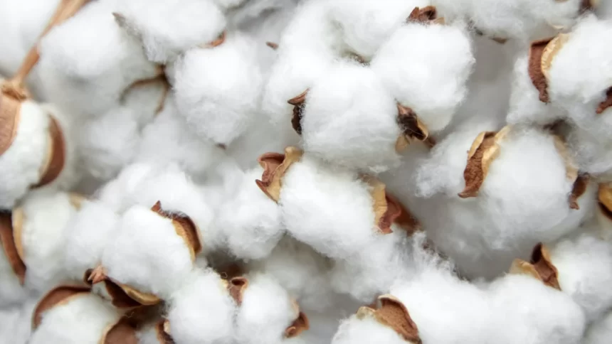 Coton Afrique