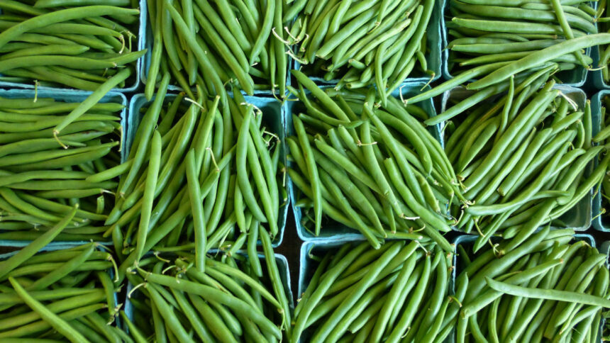 Le potentiel insuffisamment valorisé du marché africain du haricot vert