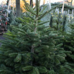 marché des sapins de noël