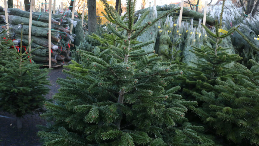 marché des sapins de noël