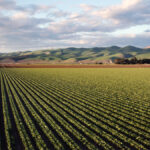Agriculture Afrique