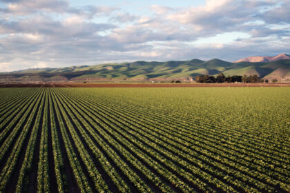 Agriculture Afrique