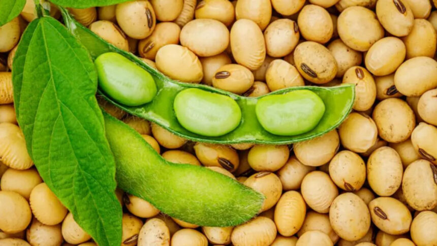 Le marché prometteur du soja en Afrique 1 Le marché prometteur du soja en Afrique