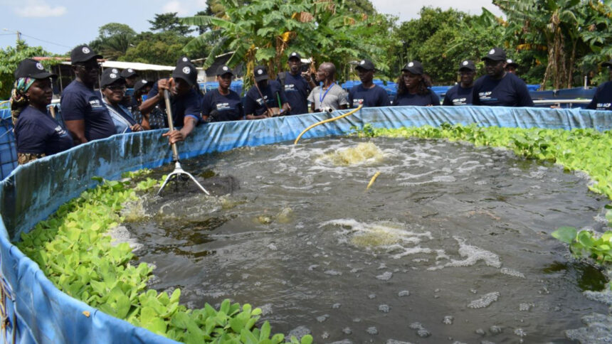 Aquaculture : la Côte d’Ivoire vise une production de 150 000 tonnes de poissons en 2026 1 Aquaculture Cote d'Ivoire