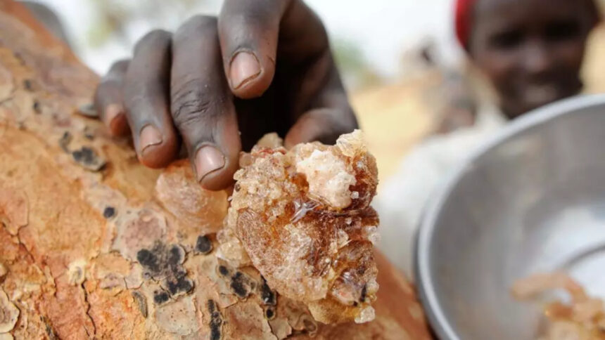 Gomme arabique : faute d'usines de transformation, l'Afrique obligée de brader sa production 1 Gomme arabique