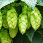 houblon afrique