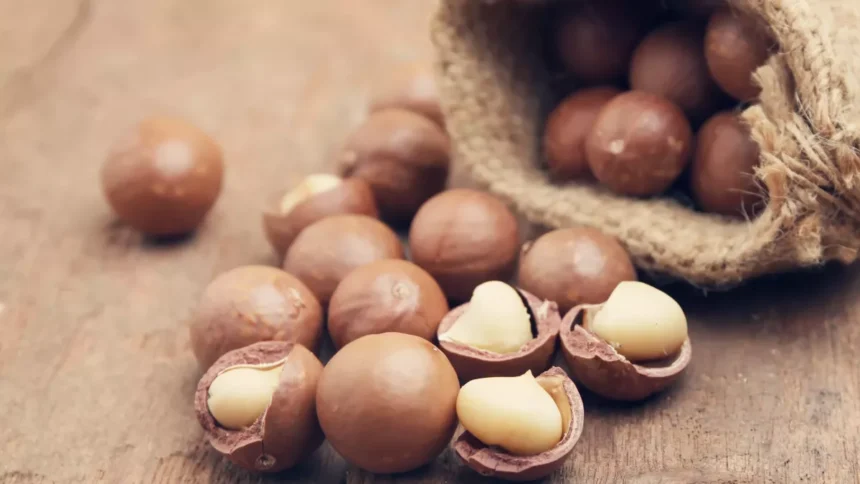 Noix de macadamia : l’urgence de subventionner la production africaine pour booster l’industrie alimentaire et cosmétique 1 noix de macadamia