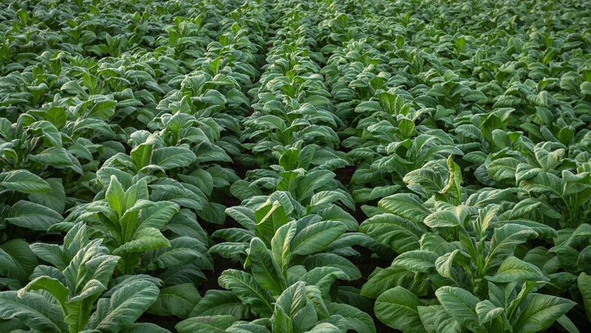 Culture du tabac : comment la sécheresse affecte la production en Afrique 1 culture tabac