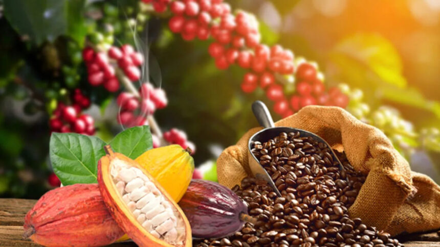 cacao café cameroun