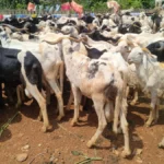 mouton Cameroun