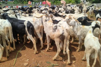 mouton Cameroun