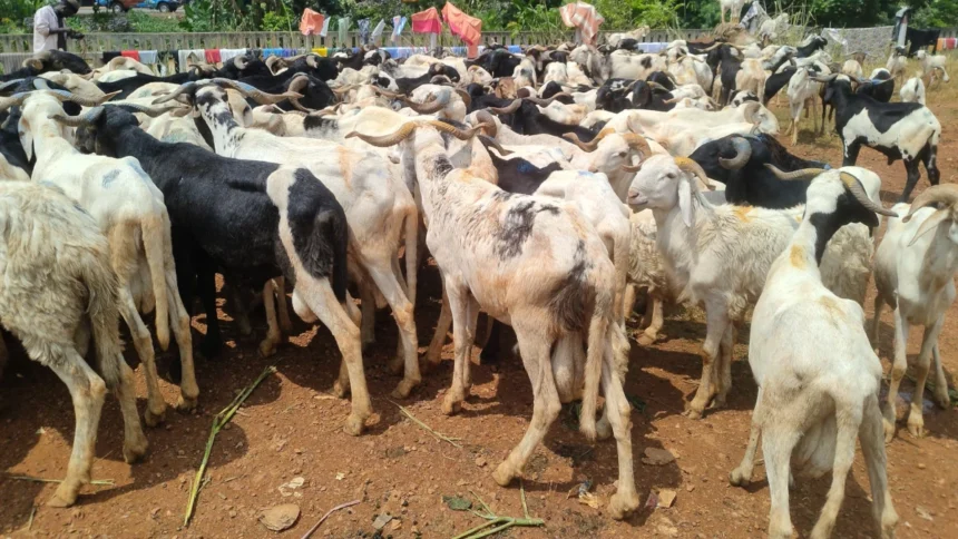 mouton Cameroun
