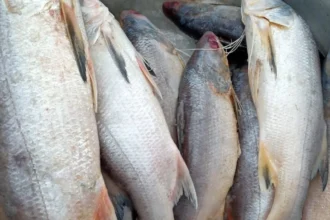 poissons gabon